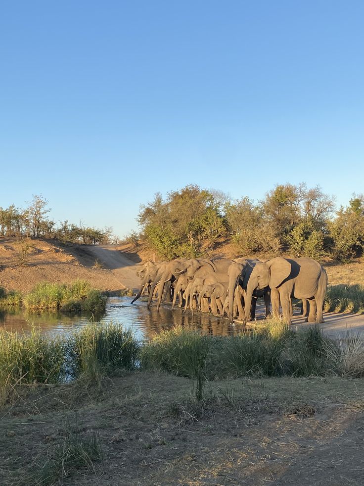 Alerta Climático: A Seca Implacável na Savana